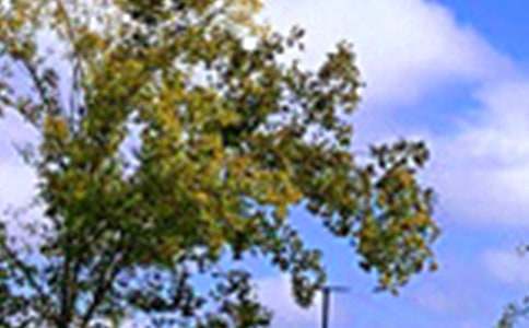 2026年唯美的午安问候语锦集47句