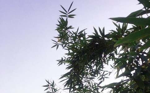 ���������簲ף�����ѡ80�䣩