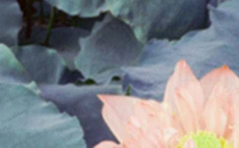 夏至问候语及关心话