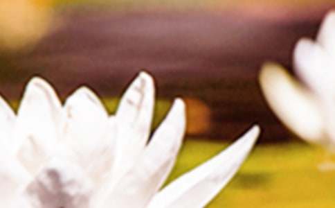 ����Ψ��ף����