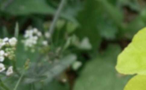 �������ף����