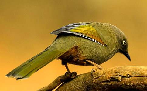 ����С�񡷽�ѧ��˼����15ƪ