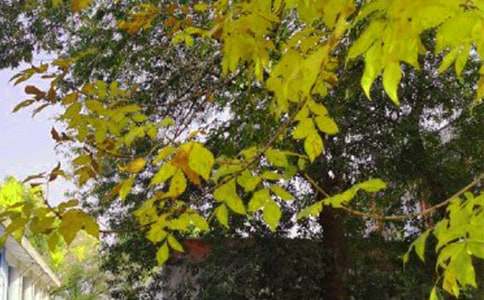 【精华】新版早安问候语语录33条