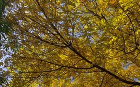 �簲�ʺ�����¼29��