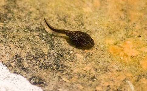 小班美术活动《小蝌蚪找妈妈》说课稿2篇