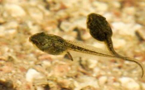 《小蝌蚪找妈妈》的教学反思(通用5篇)