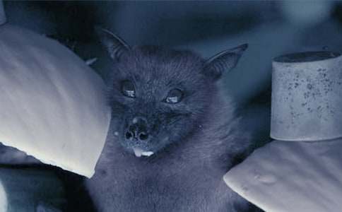 《蝙蝠和雷达》教学反思