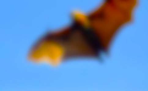 《蝙蝠和雷达》教学设计优质课通用