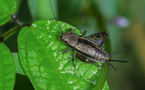 四年级蟋蟀的住宅教学设计