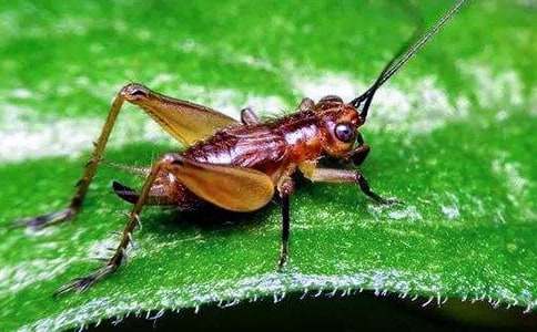 蟋蟀的住宅教学设计