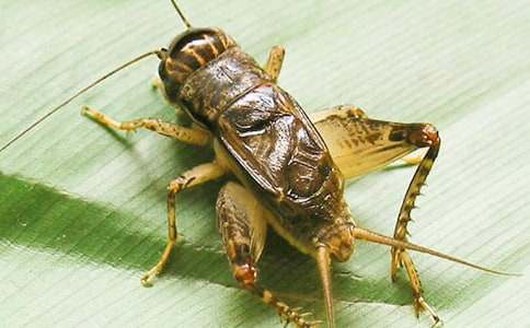 �����סլ���Ľ�ѧ��˼