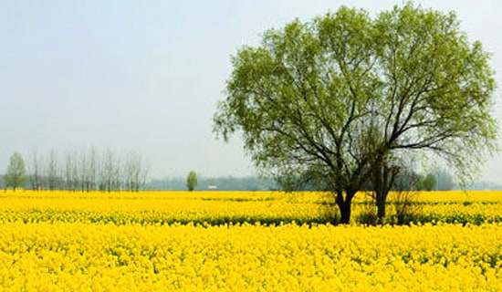 小学春游活动方案策划实用